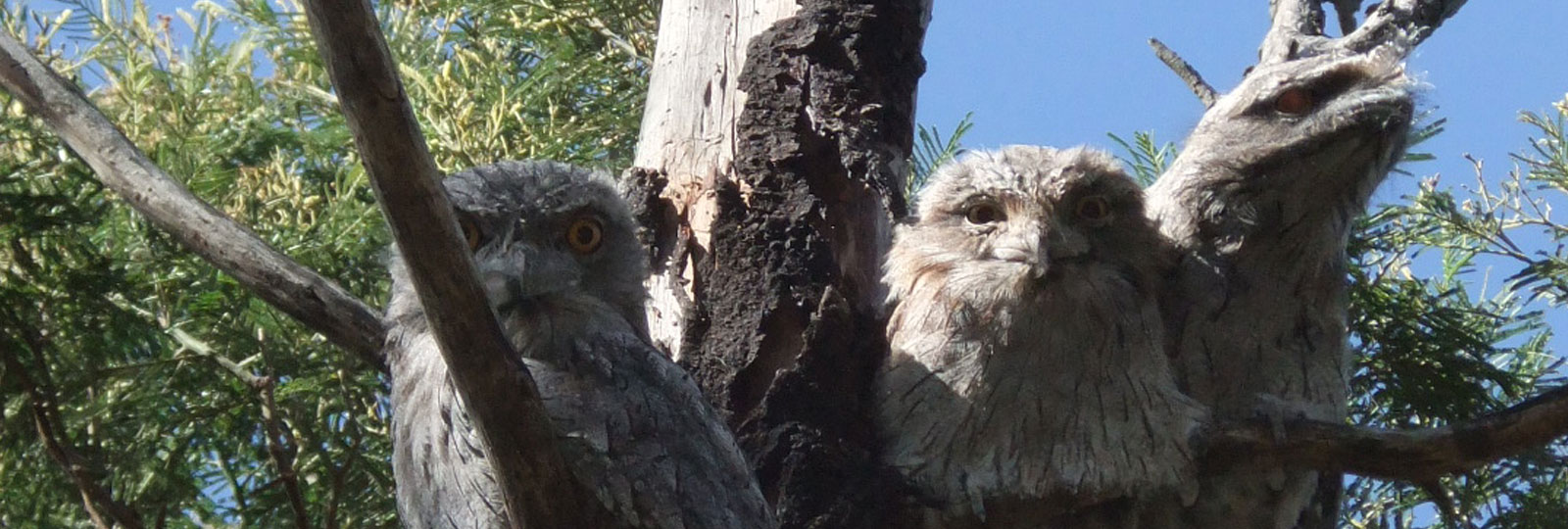 nestbox banner 4